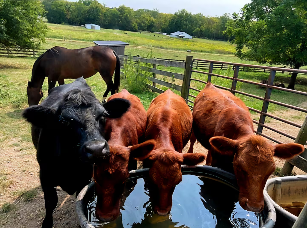 Sacral and Sacred Horses and Cows